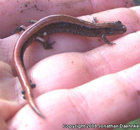 Western Red-backed Salamander (Plethodon vehiculum)