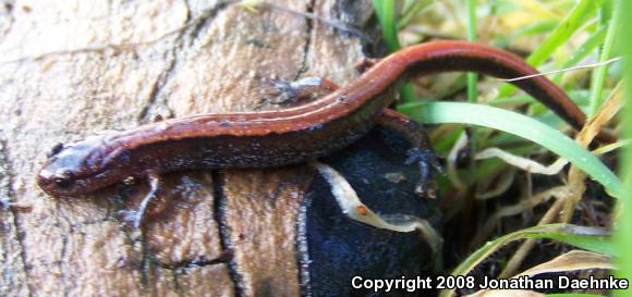 Western Red-backed Salamander (Plethodon vehiculum)