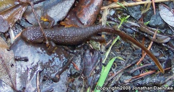 Northern Rough-skinned Newt (Taricha granulosa granulosa)