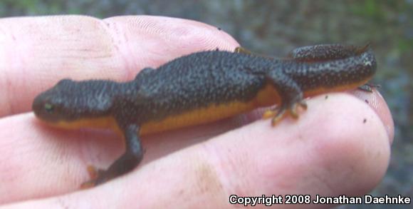 Northern Rough-skinned Newt (Taricha granulosa granulosa)