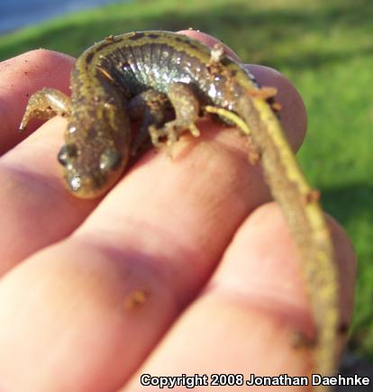 Western Long-toed Salamander (Ambystoma macrodactylum macrodactylum)