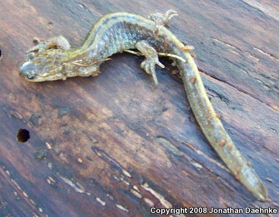 Western Long-toed Salamander (Ambystoma macrodactylum macrodactylum)