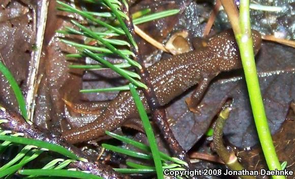 Northern Rough-skinned Newt (Taricha granulosa granulosa)