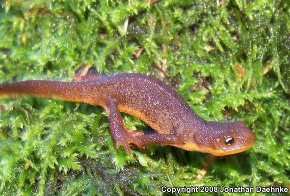 Northern Rough-skinned Newt (Taricha granulosa granulosa)