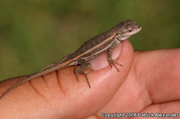 Striped Plateau Lizard (Sceloporus virgatus)