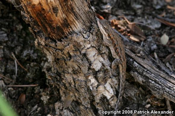 Ornate Tree Lizard (Urosaurus ornatus)