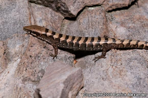 Arizona Alligator Lizard (Elgaria kingii nobilis)