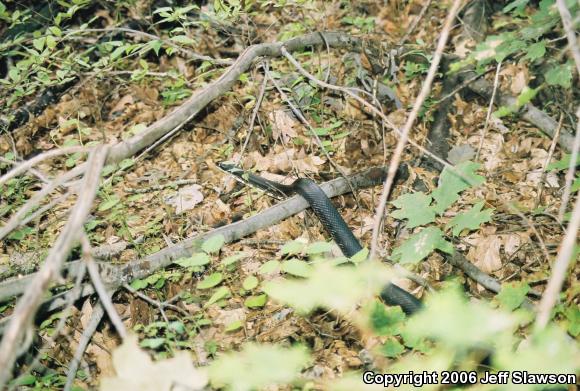 Black Ratsnake (Pantherophis obsoletus obsoletus)