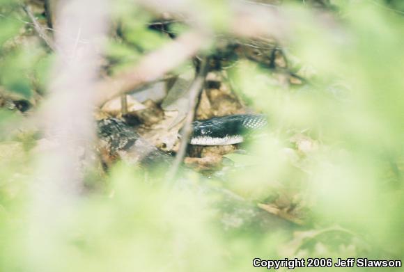 Black Ratsnake (Pantherophis obsoletus obsoletus)