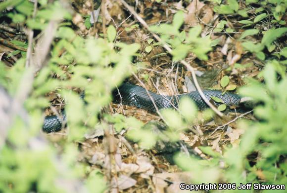 Black Ratsnake (Pantherophis obsoletus obsoletus)