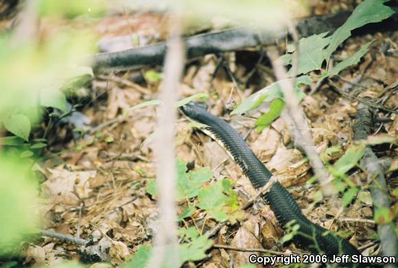 Black Ratsnake (Pantherophis obsoletus obsoletus)