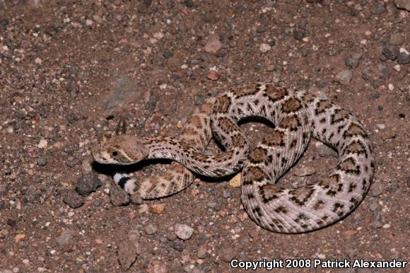 Western Diamond-backed Rattlesnake (Crotalus atrox)