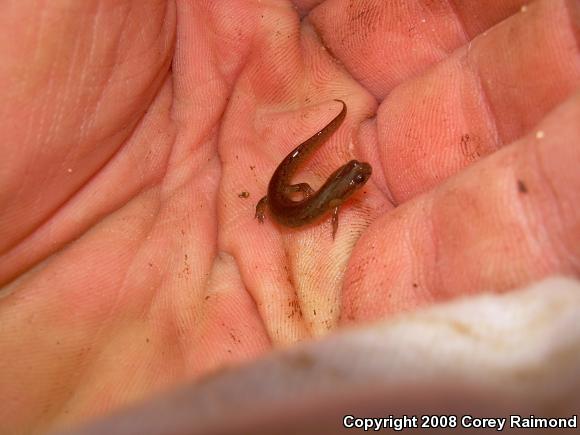 Spotted Dusky Salamander (Desmognathus conanti)