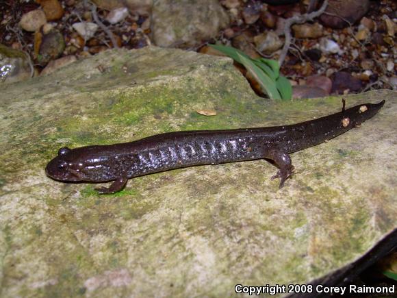 Spotted Dusky Salamander (Desmognathus conanti)