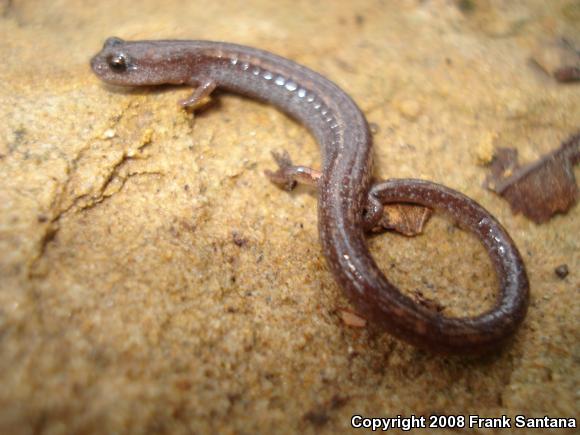 Garden Slender Salamander (Batrachoseps major major)