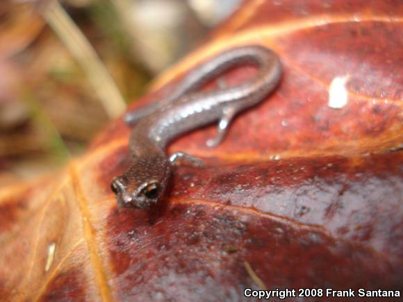 Garden Slender Salamander (Batrachoseps major major)