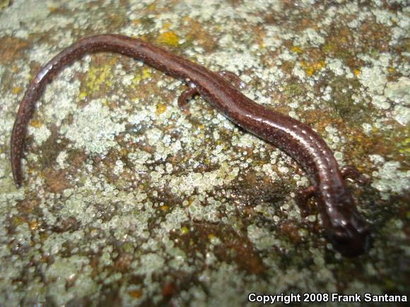 Garden Slender Salamander (Batrachoseps major major)