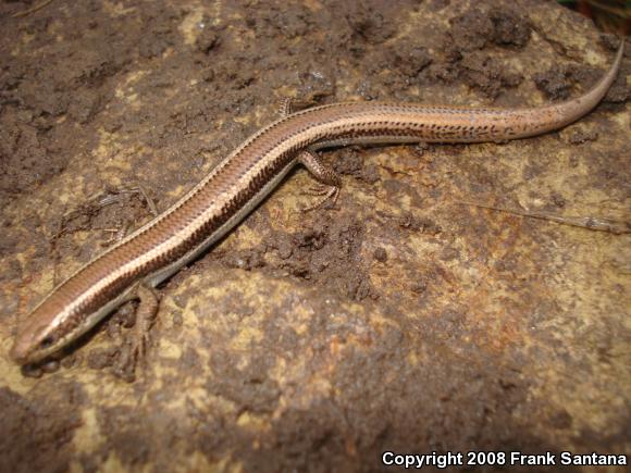 Coronado Island Skink (Plestiodon skiltonianus interparietalis)