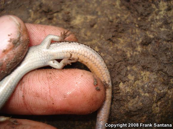 Coronado Island Skink (Plestiodon skiltonianus interparietalis)