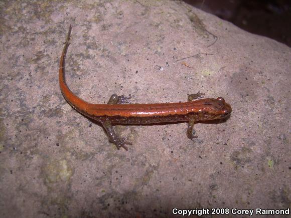 Allegheny Mountain Dusky Salamander (Desmognathus ochrophaeus)