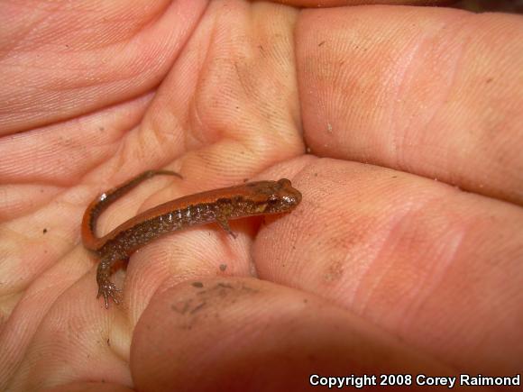 Allegheny Mountain Dusky Salamander (Desmognathus ochrophaeus)