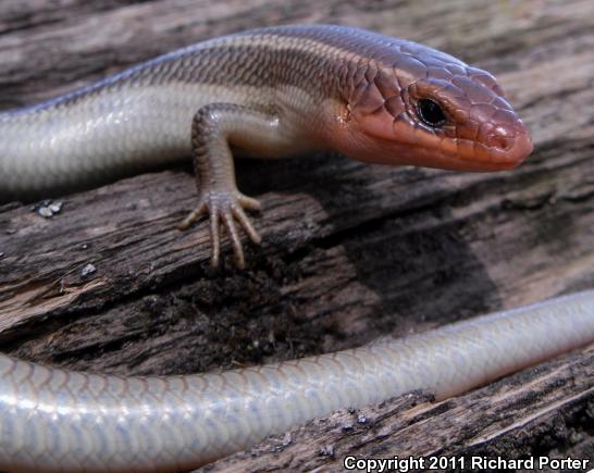 Northern Brown Skink (Plestiodon gilberti placerensis)