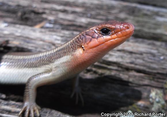 Northern Brown Skink (Plestiodon gilberti placerensis)