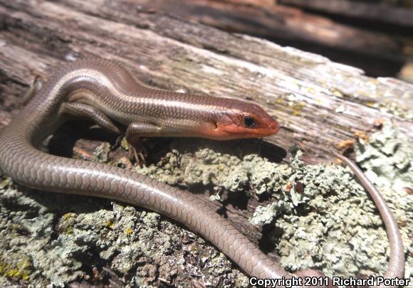 Northern Brown Skink (Plestiodon gilberti placerensis)