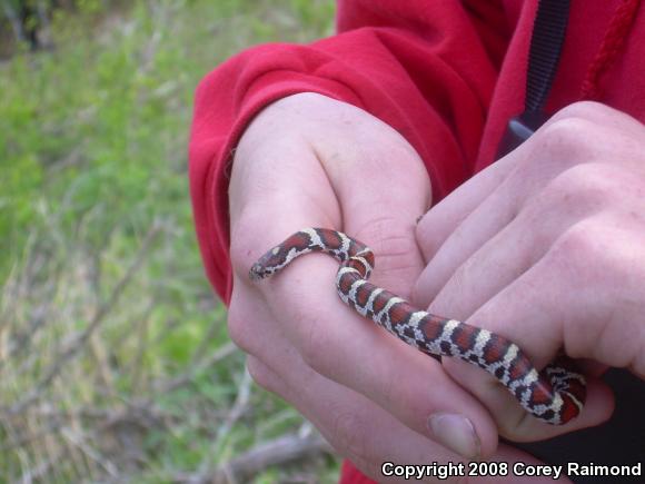 Eastern Milksnake (Lampropeltis triangulum triangulum)