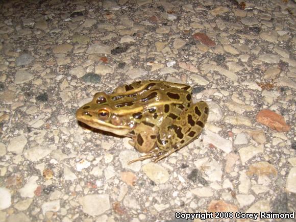 Northern Leopard Frog (Lithobates pipiens)