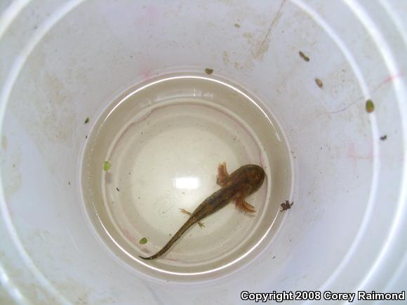 Blue-spotted Salamander (Ambystoma laterale)