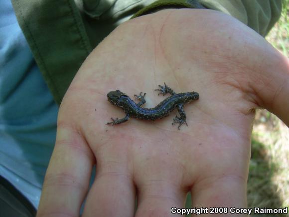 Blue-spotted Salamander (Ambystoma laterale)