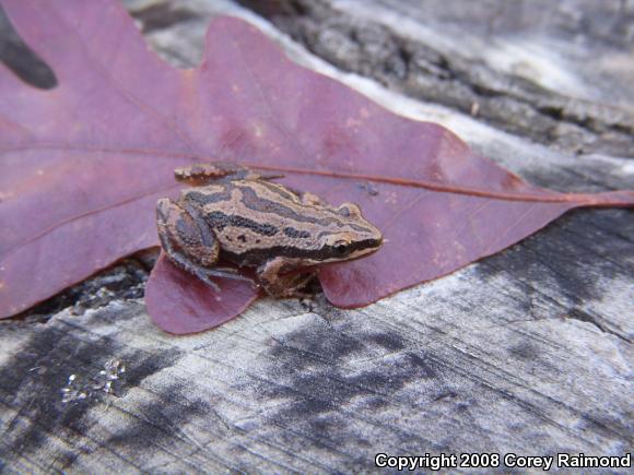 Western Chorus Frog (Pseudacris triseriata)