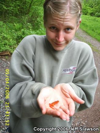 Red-Spotted Newt (Notophthalmus viridescens viridescens)