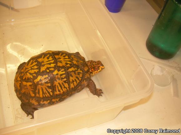 Eastern Box Turtle (Terrapene carolina carolina)