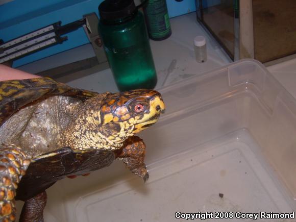 Eastern Box Turtle (Terrapene carolina carolina)