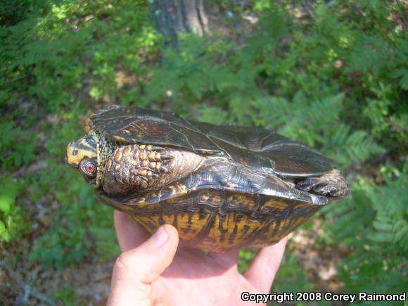 Eastern Box Turtle (Terrapene carolina carolina)