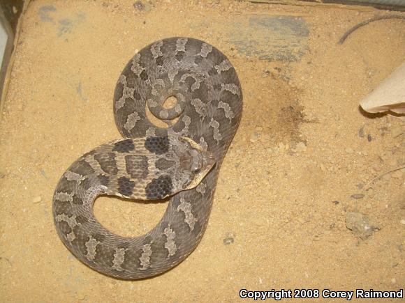 Eastern Hog-nosed Snake (Heterodon platirhinos)