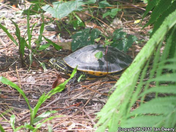 Eastern Chicken Turtle (Deirochelys reticularia reticularia)