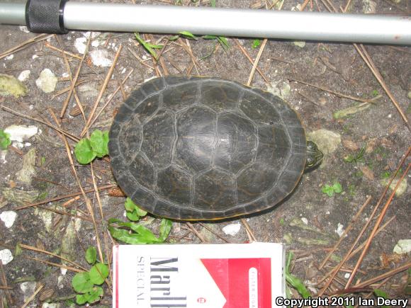 Eastern Chicken Turtle (Deirochelys reticularia reticularia)