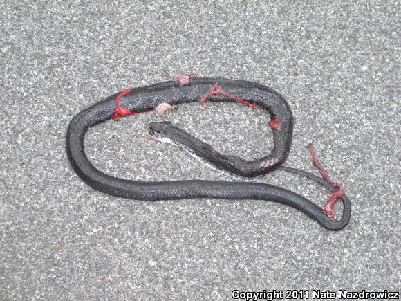 Black Ratsnake (Pantherophis obsoletus)