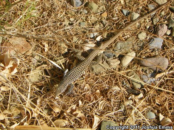 Western Marbled Whiptail (Aspidoscelis marmorata marmorata)