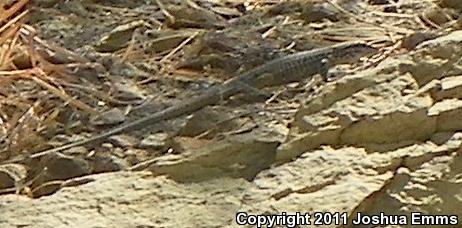 Western Marbled Whiptail (Aspidoscelis marmorata marmorata)