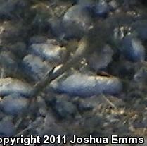 Western Marbled Whiptail (Aspidoscelis marmorata marmorata)