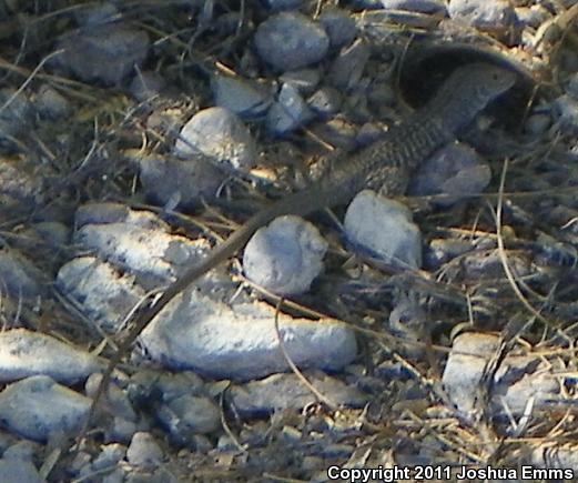 Western Marbled Whiptail (Aspidoscelis marmorata marmorata)