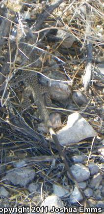 Western Marbled Whiptail (Aspidoscelis marmorata marmorata)