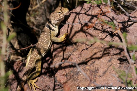 Chihuahuan Collared Lizard (Crotaphytus collaris fuscus)