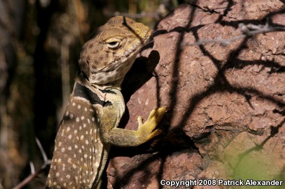 Chihuahuan Collared Lizard (Crotaphytus collaris fuscus)