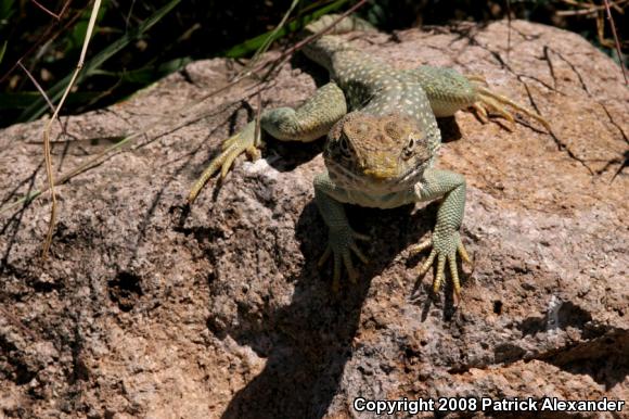 Chihuahuan Collared Lizard (Crotaphytus collaris fuscus)