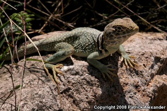 Chihuahuan Collared Lizard (Crotaphytus collaris fuscus)